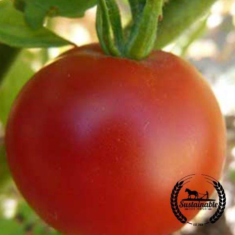 Organic Boxcar Willie Tomato Seeds