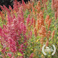 Brightest Brilliant Rainbow Organic Quinoa Seeds