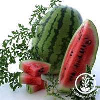 Bush Jubilee Watermelon Seeds