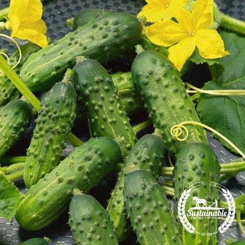 Organic Calypso Hybrid Cucumber Seeds