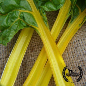 Swiss Chard Seeds - Canary - Organic