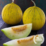 Organic Casaba Sungold Melon Seeds