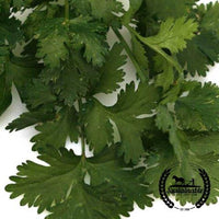 Organic santo cilantro