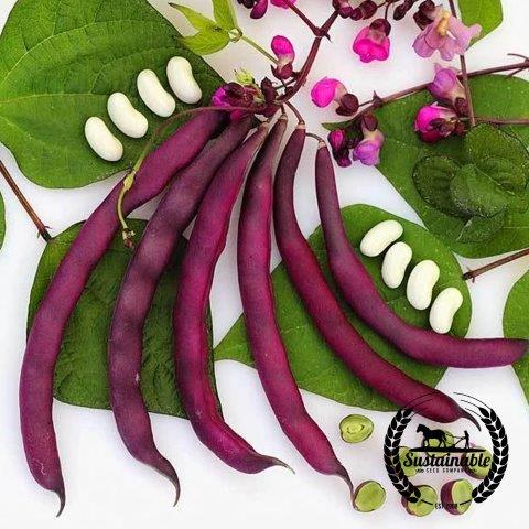 Organic Dow Purple Pod Pole Beans Seeds