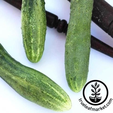 English Cucumber - Telegraph Improved - 20 Seeds