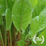 Organic Garden Sorrel Herb Seeds