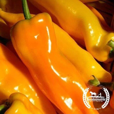  Survival Garden Seeds - Marconi Red Pepper Seed for