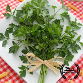 Organic Giant Italian Parsley Herb Seeds