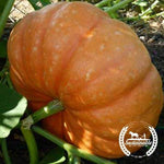 Organic Hopi Orange Winter Squash Seeds