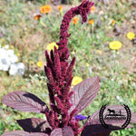 Organic Hopi Red Dye Amaranth Seeds