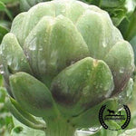 Organic Imperial Star Artichoke Seeds