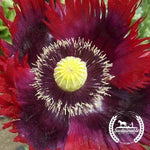 Organic Jimi's Flag poppy Mix Flower Seeds