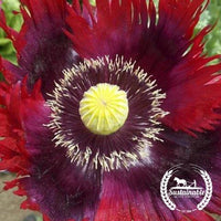 Organic Jimi's Flag poppy Mix Flower Seeds