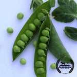 Organic Progress Pea