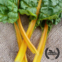 Organic Oriole Orange Swiss Chard Seeds