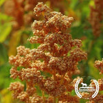 Organic Oro De Valle Quinoa Seeds