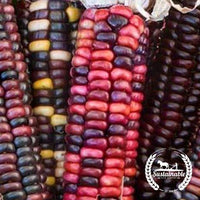 Painted Mountain Corn Organic Seeds