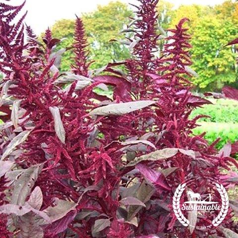 Organic Polish Amaranth Seeds