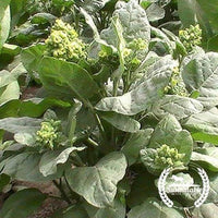 Organic Red Aztec Spinach Seeds