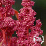 red head Organic quinoa