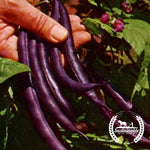 Organic Royalty Purple Pod Bush Bean Seeds - Non-GMO