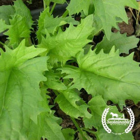 Organic Strawberry Spinach Seeds