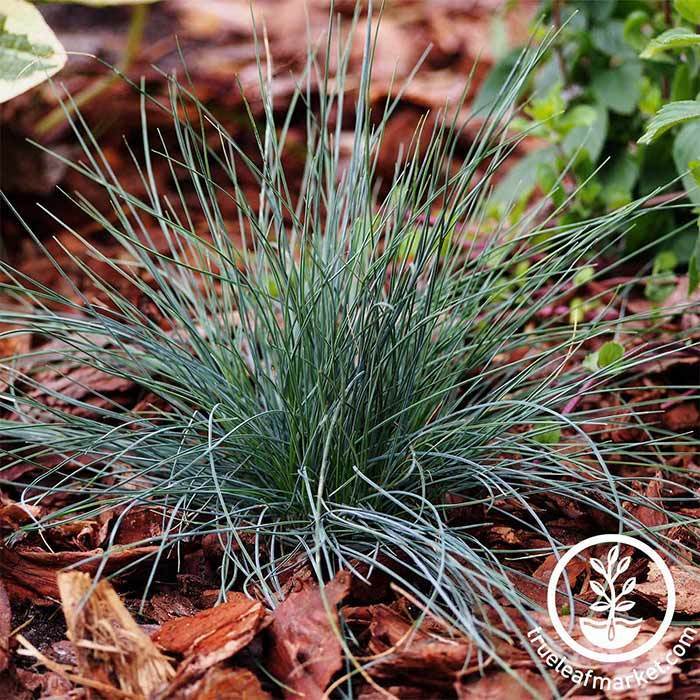 Festuca Festina Ornamental Grass