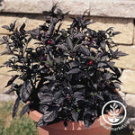 Ornamental Pepper Black Pearl Seed