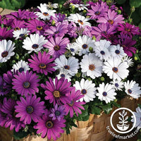 Snow Lady Shasta Daisy Seeds and Plants - Perennial Flowers - Burpee