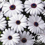 Osteospermum Asti Series White Seed