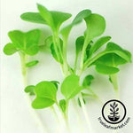 Fresh and Flavorful Microgreens