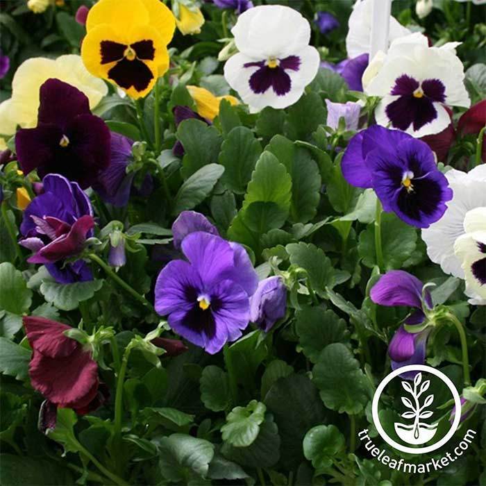 Pansy Colossus Series Mix Seed
