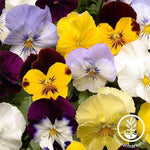 Pansy Cool Wave Series Mix Seed
