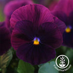 Pansy Cool Wave Series Purple Seed