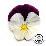 Pansy Cool Wave Series Violet Wing Seed