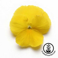 Pansy Cool Wave Series Yellow Seed