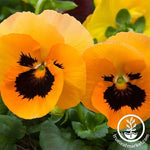 Pansy Delta Premium Series Orange Blotch Seed