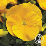 Pansy Delta Premium Series Pure Golden Yellow Seed