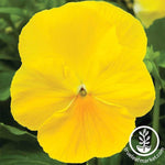 Pansy Delta Premium Series Pure Lemon Seed