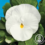 Pansy Delta Premium Series Pure White Seed