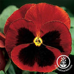 Pansy Delta Premium Series Red Blotch Seed