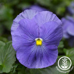 Pansy Delta Premium Series True Blue Seeds