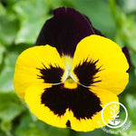 Pansy Delta Premium Series Yellow Blotch Seed