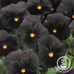 Pansy Halloween II Seed