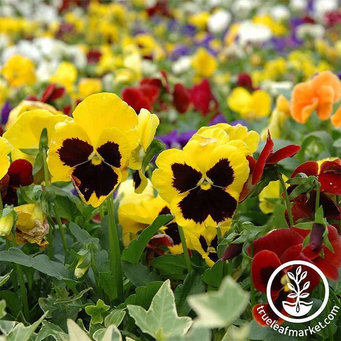 Pansy Swiss Giant Mixture Seed