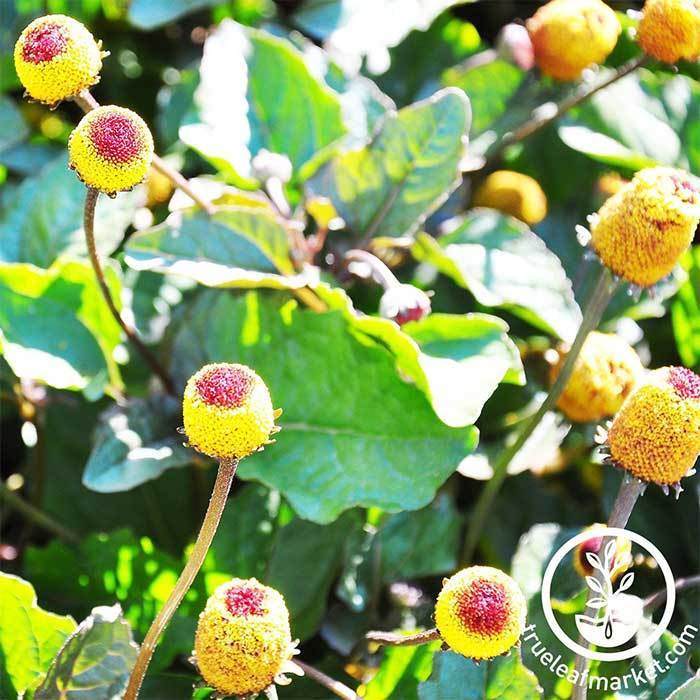 Peek A Boo Para Cress (Spilanthes oleracea 'Peek A Boo') in