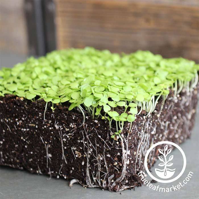 Paracress - Microgreens Seeds