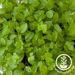 close up parsley micro greens