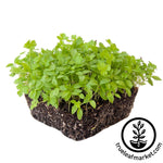 parsley micro greens white background