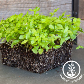 parsley micro greens